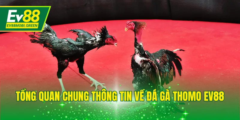 Tổng quan chung thông tin về đá gà Thomo EV88